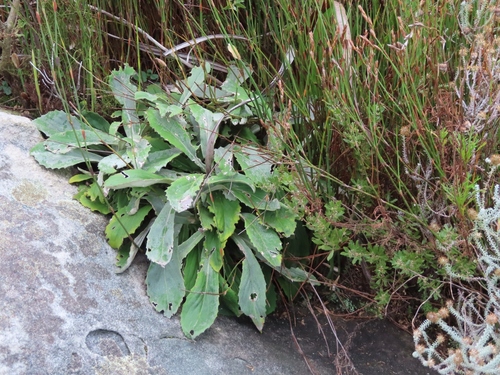 Woolly FIredaisy (Capelio tomentosa)