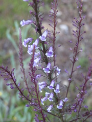 Anarrhinum longipedicellatum