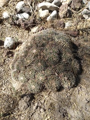 Mammillaria