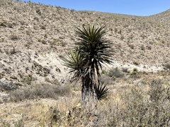 Yucca faxoniana