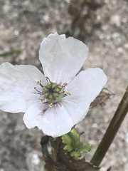Papaver somniferum
