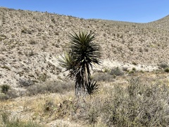 Yucca faxoniana
