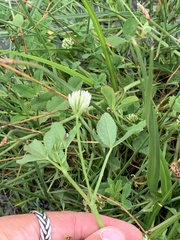 Trifolium squamosum