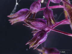 Anarrhinum longipedicellatum