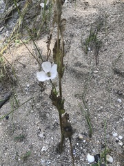 Papaver somniferum