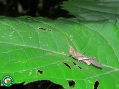 Omalotettix obliquus