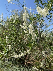 Ceanothus palmeri