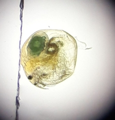 Chydorus sphaericus