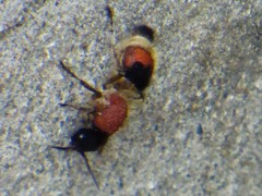 Dasymutilla militaris