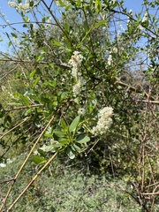 Ceanothus palmeri