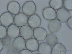 Anarrhinum longipedicellatum