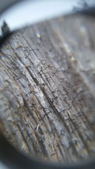 Chaenotheca brunneola