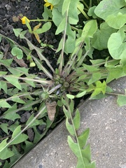Taraxacum officinale