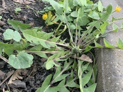 Taraxacum officinale