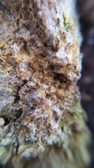 Chaenothecopsis dolichocephala