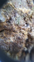 Chaenothecopsis dolichocephala