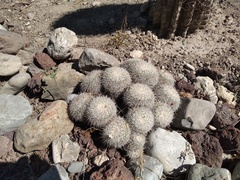 Mammillaria