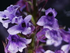Anarrhinum longipedicellatum