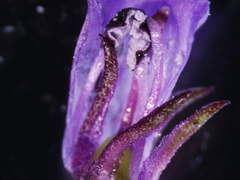 Anarrhinum longipedicellatum