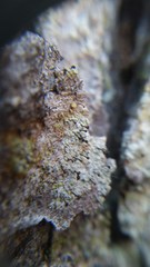 Chaenotheca ferruginea