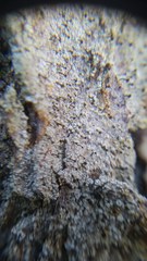 Chaenotheca ferruginea