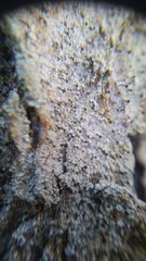 Chaenotheca ferruginea