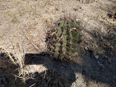 Hamatocactus hamatacanthus hamatacanthus