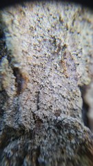 Chaenotheca ferruginea