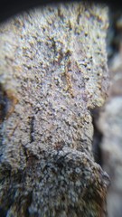 Chaenotheca ferruginea