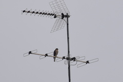 Accipiter nisus