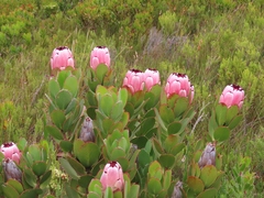 Protea stokoei