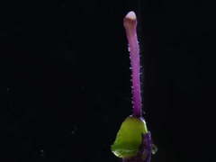 Anarrhinum longipedicellatum