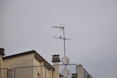 Accipiter nisus