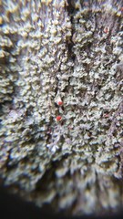 Cladonia incrassata