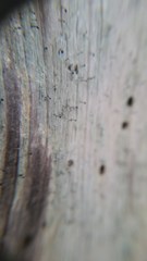 Chaenothecopsis savonica