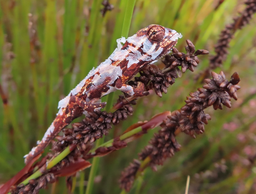 Cape Dwarf Chameleon