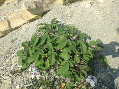 Salvia ringens