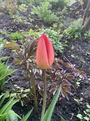 Tulipa gesneriana