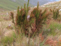 Restio subverticillatus