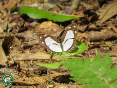 Dynamine athemon athemaena