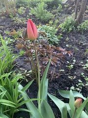 Tulipa gesneriana