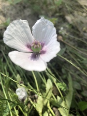 Papaver somniferum