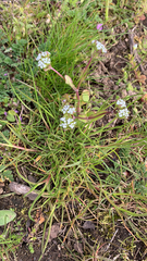 Valerianella locusta