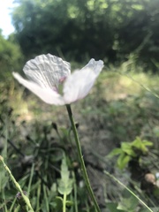 Papaver somniferum
