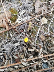 Tussilago farfara
