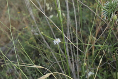 Cephalaria joppensis