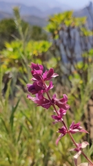 Salvia canariensis