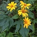 Mexican Sunflower - Photo (c) Libby Megna, some rights reserved (CC BY-NC), uploaded by Libby Megna