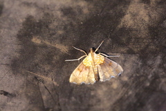 Agrotera nemoralis