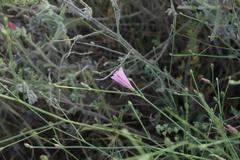 Convolvulus dorycnium